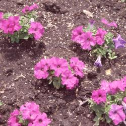 Petunia 'Limbo', flowers and form 
