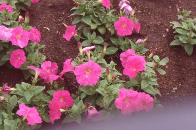 Petunia multiflora 'Celebrity Hot Pink', flowers 