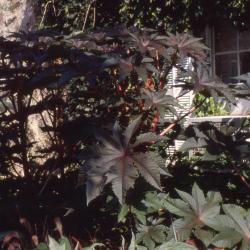 Ricinus communis 'Gibsonii', leaves 
