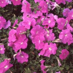 Petunia multiflora 'Primetime Lavender', flowers 