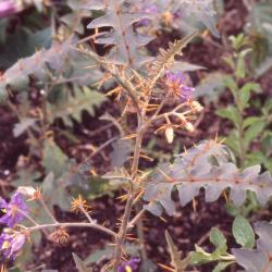Solanum pyracanthos Lam. (porcupine tomato), thorns