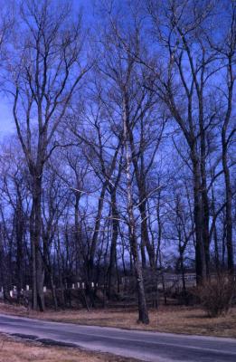 Platanus occidentalis (sycamore), bare tree near road