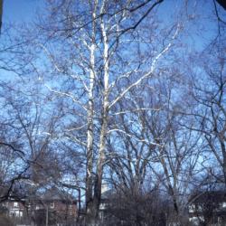 Platanus occidentalis (sycamore), bare double-trunked tree
