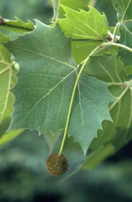 Platanus occidentalis (sycamore), flower ball and leaves