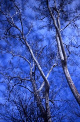 Platanus occidentalis (sycamore), bare treetops