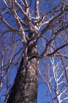 Platanus occidentalis (sycamore), bare tree trunk and branches
