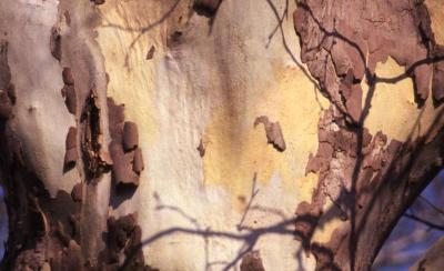 Platanus (planetree), unidentified species, bark