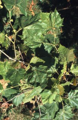  Platanus occidentalis (sycamore), diseased twigs and leaves