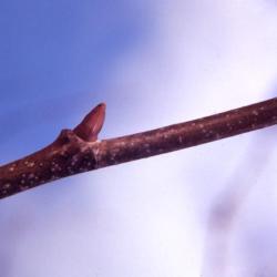 Platanus occidentalis (sycamore), twig and lateral bud