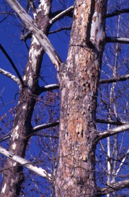 Platanus occidentalis (sycamore), tree trunks