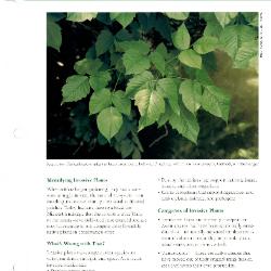 Tree & Shrub Handbook: Selection, Invasive Trees, Shrubs, and Vines