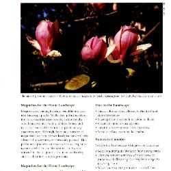 Tree & Shrub Handbook: Selection, Recommended Magnolias for the Home Landscape