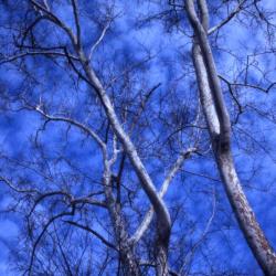 Platanus occidentalis (sycamore), bare treetops