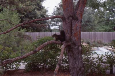 Black Squirrel in a Tree