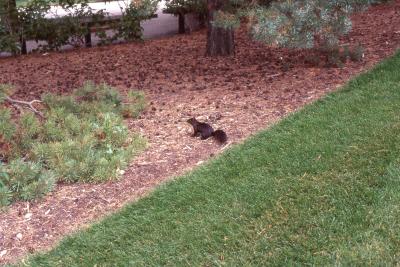 Black Squirrel Standing in Mulch 