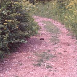 Rabbit on a Trail