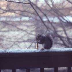 Squirrel on a Snowy Ledge