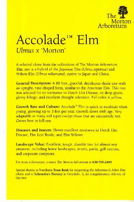 Accolade Elm Leaflet 