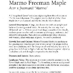 Marmo Freeman Maple Leaflet 