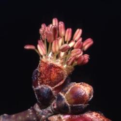 Acer x freemanii (Freeman’s maple), flower