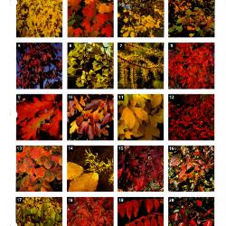 Tree & Shrub Handbook: Trees & Shrubs with Fabulous Fall Color