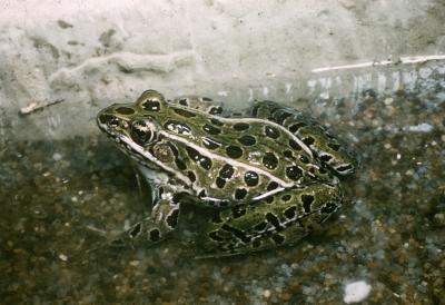 Rana pipiens (Northern Leopard Frog)