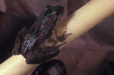 Acris blanchardi (Blanchard's cricket frog)