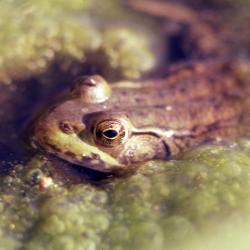 Lithobates clamitans (green frog)