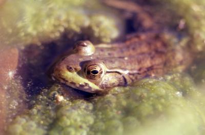 Lithobates clamitans (green frog)