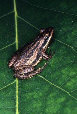 Pseudacris triseriata (Western chorus frog)