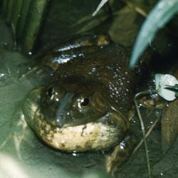 Rana catesbeiana (American Bullfrog) 