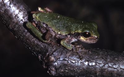 Hyla versicolor (Gray treefrog)
