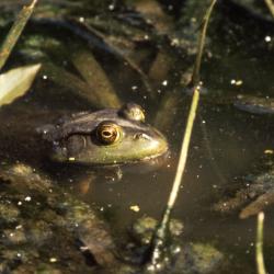 Rana catesbeiana (American Bullfrog)