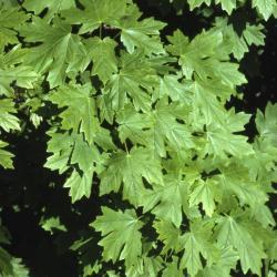 Acer grandidentatum (big-toothed maple), leaves