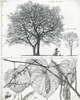 Tree Portrait: Cercis canadensis