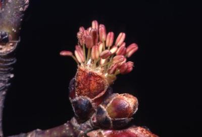 Acer x freemanii (Freeman’s maple), flower