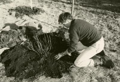 Doris Taylor planting outdoors