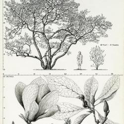 Tree Portrait: Magnolia soulangiana 