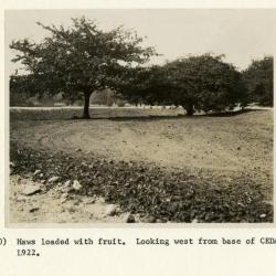 Hawthorn trees loaded with fruit, looking west from base of Cedar Point