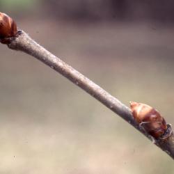 Betula alleghaniensis Britton (yellow birch), buds on twig