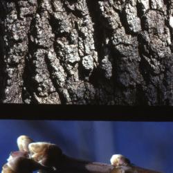 Acer negundo (boxelder), bark and twig