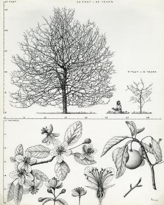Tree Portrait: Malus ioensis