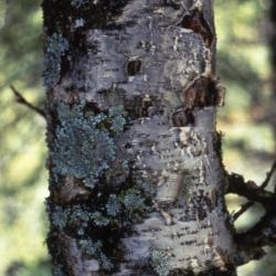 Betula microphylla Bge. (little-leaved birch), trunk 