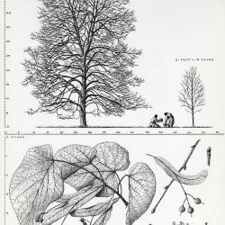 Tree Portrait: Tilia americana