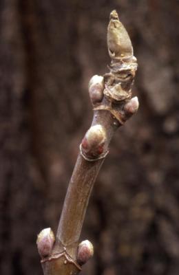 Acer negundo (boxelder), twig and buds