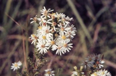 Aster (L.) (aster), flowers