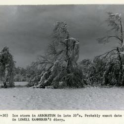 Ice storm in Arboretum