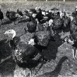 Grant bronze turkeys at Duel Farm