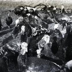 Group of Grant bronze turkeys at Duel Farm