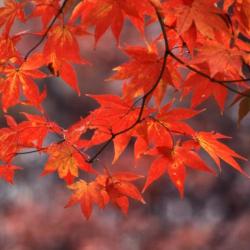 Acer palmatum (Japanese maple), leaves with fall color